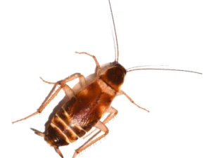 Brown banded cockroach identification, removal, and prevention — a Northwest Exterminating guide for Georgia homeowners.