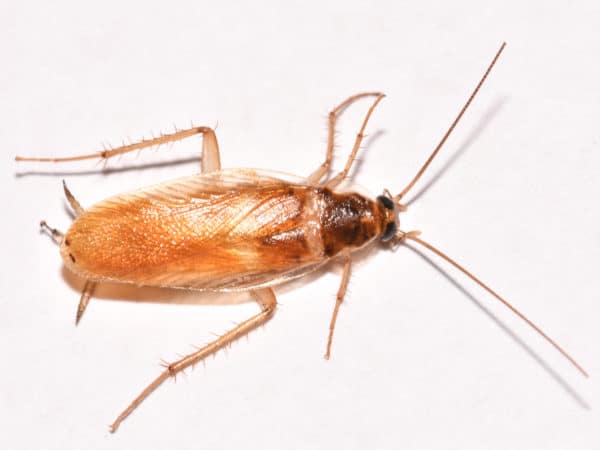 Brown banded cockroach