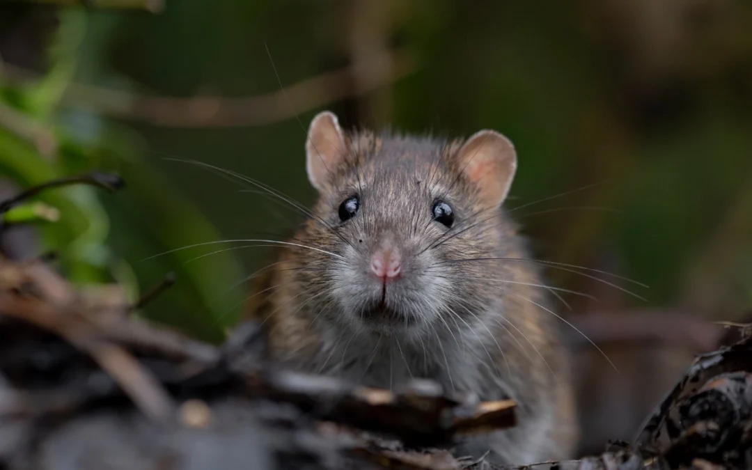 Mouse vs Rat — Key Differences & How to Identify Them