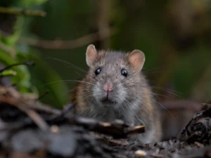 Mouse vs rat — a Northwest Exterminating identification guide for Georgia and Alabama homeowners.