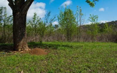 Digger Bee Mounds vs Fire Ant Mounds