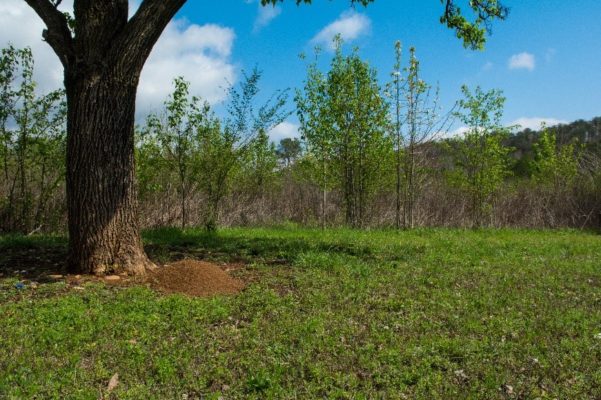 Digger Bee Mounds vs Fire Ant Mounds