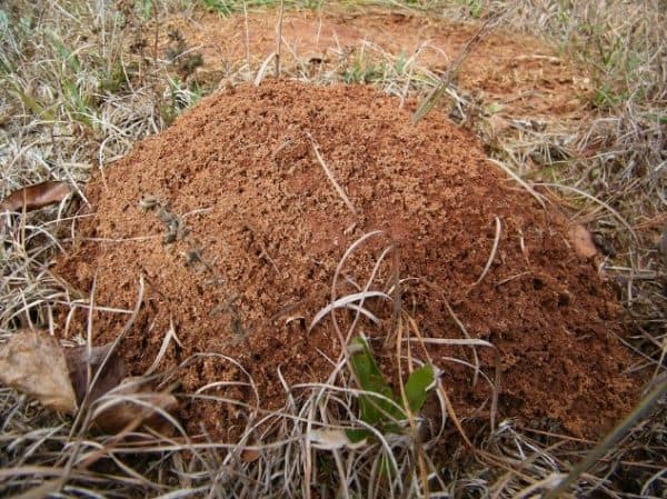 Fire Ant Mound