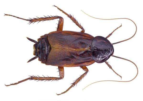 Oriental cockroach