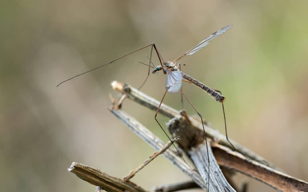 Crane Flies – Are Those Giant Mosquitoes?!