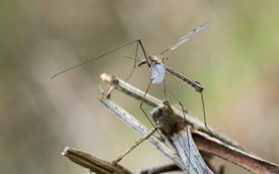 Crane Flies – Are Those Giant Mosquitoes?!