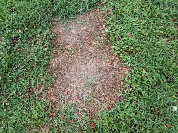 Pests That Ruin Your Yard