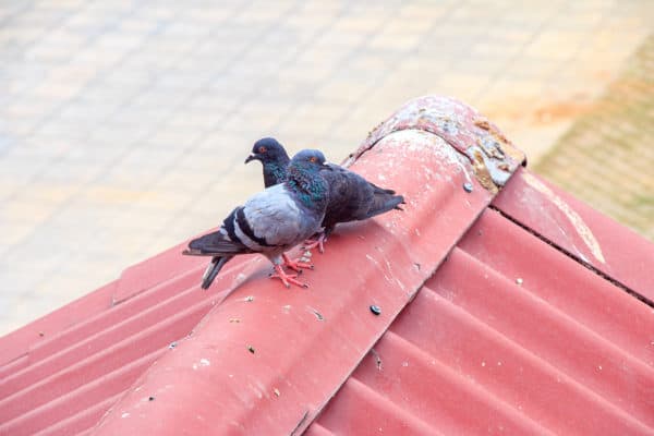 Offer robins what they need and they'll stick around