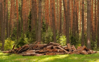 5 Things That Could Be Attracting Termites to Your Home