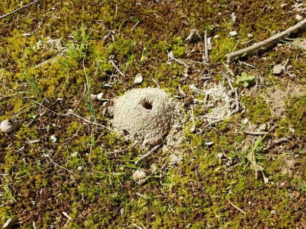 Digger Bee Mound