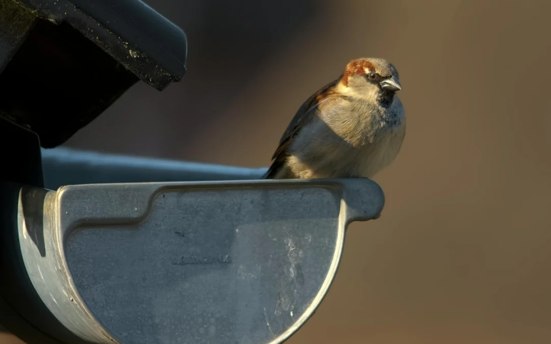 5 DIY Bird Deterrents That Actually Work (and What to Skip)
