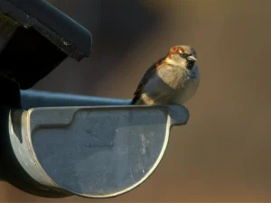 5 DIY bird deterrents that actually work — a Northwest Exterminating guide for Georgia and Alabama homeowners.