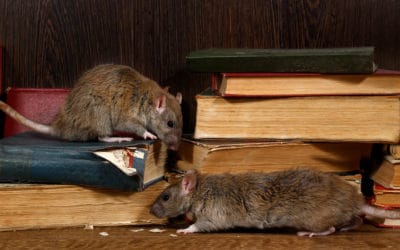 Signs You’ve Got a Rat in the House