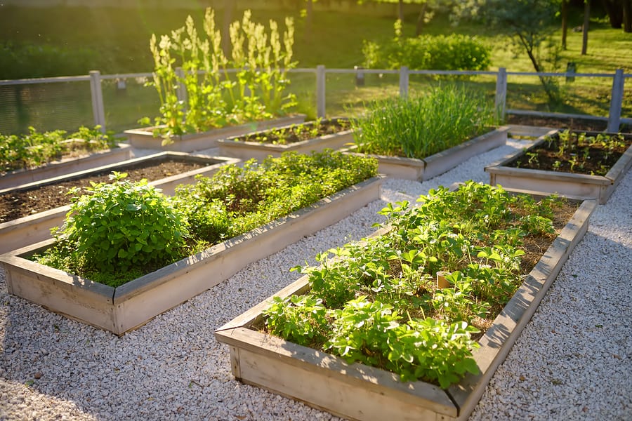 Protecting Your Garden From Birds