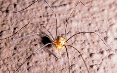 The 411 on Granddaddy Long Legs