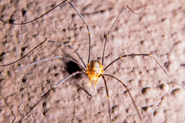 Granddaddy Long Legs And The Myths About Them