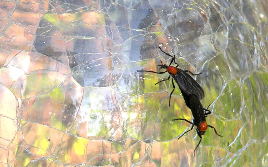 Why Are Love Bugs Stuck Together? | Love Bug Season