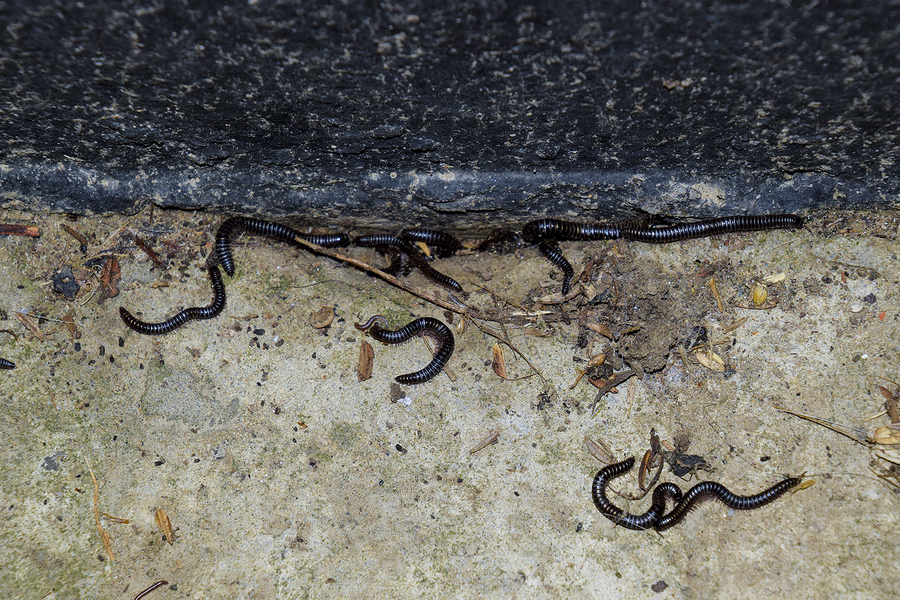 What Attracts Millipedes to Your Home?