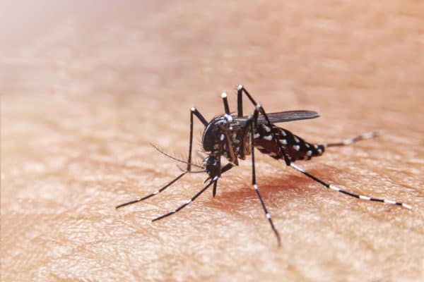 How Much Does A Mosquito Treatment Cost? | Mosquito Control