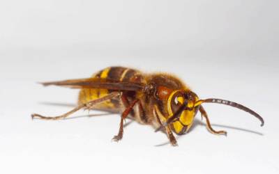 Everything You Need to Know About “Murder Hornets”