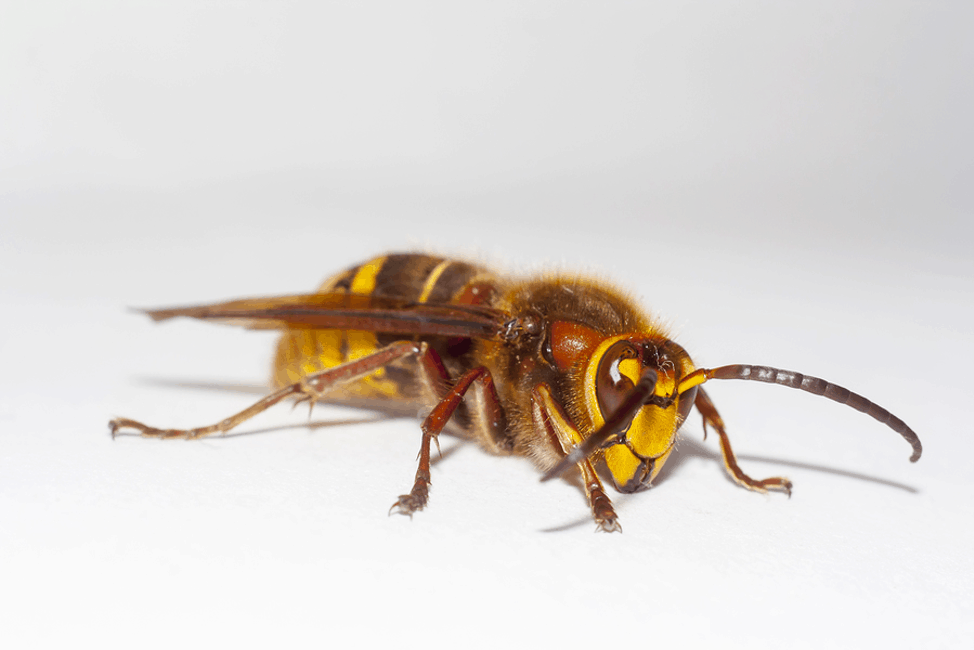 Everything You Need to Know About “Murder Hornets”