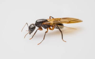 Why Are These Ants Flying?!