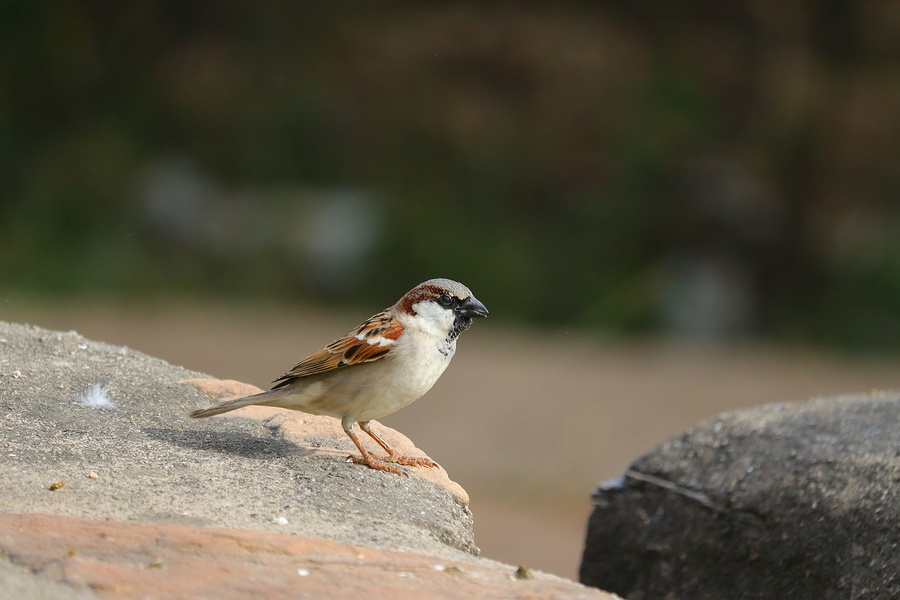 Sparrow