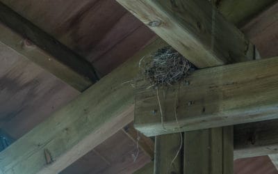 Pigeons, Sparrows, & Starlings: Nuisance Bird Control