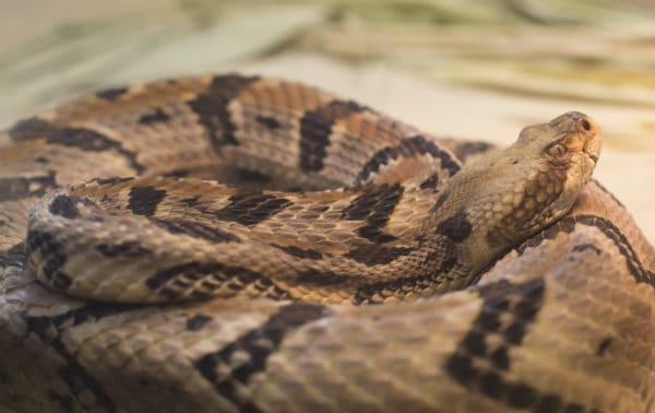 Timber Rattlesnake