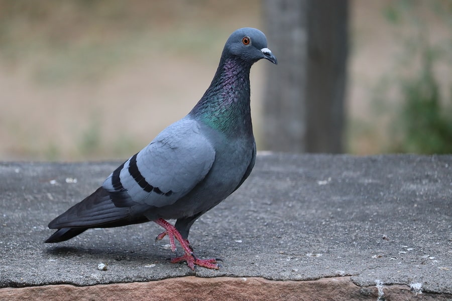 Pigeon