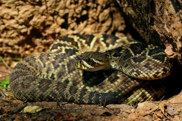 Eastern Diamondback Rattlesnake