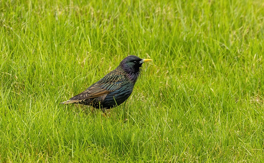 Starling