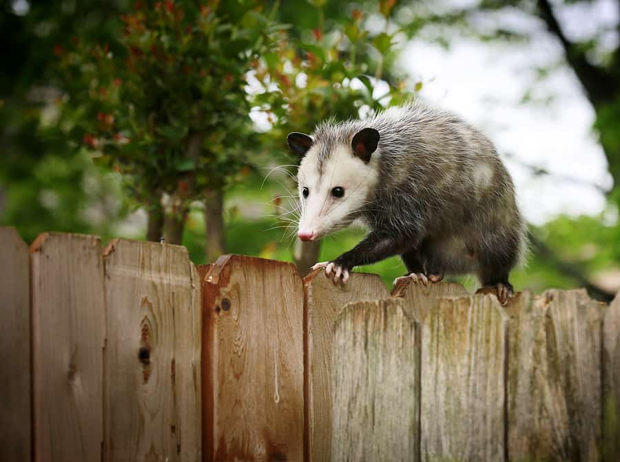 Wildlife: Leaving a Mess Behind