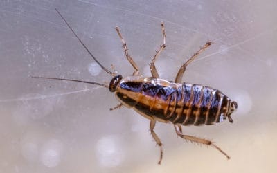 The 411 on German Cockroaches