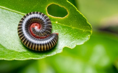 What You Need to Know About Millipede Control