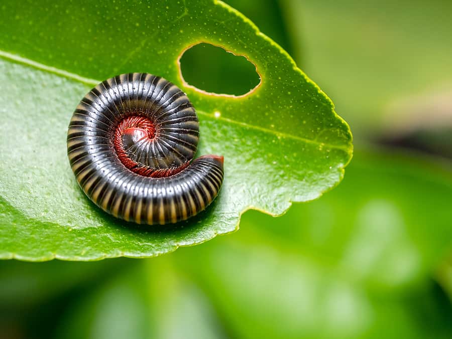 What You Need to Know About Millipede Control
