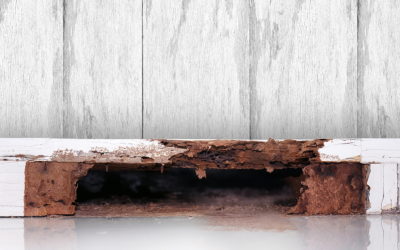 Termites: How to Stop Their Damage