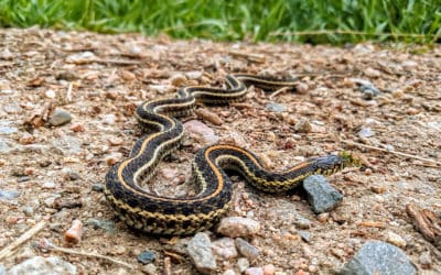 Snake Repellent: What Works and What Doesn’t