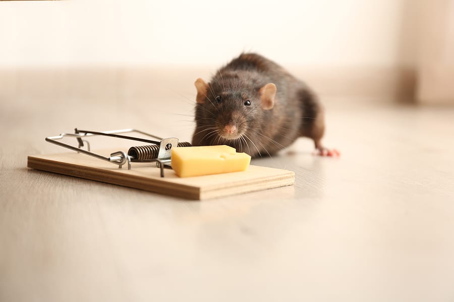 Put Down The Mouse Traps & Other DIY And Get Professional Pest Control