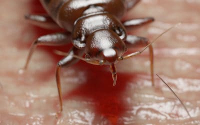 The Traveler’s Guide to Bed Bugs