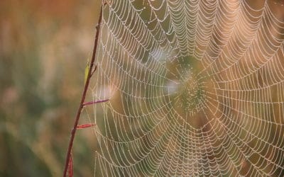 Helpful Spiders!