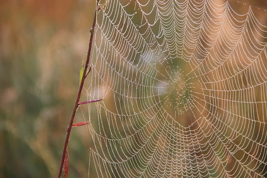 Spider control