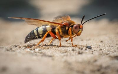 What Is A Cicada Killer?