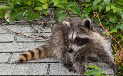 Fall Wildlife Proofing