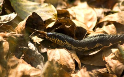 Do Snakes Come Out In The Fall?