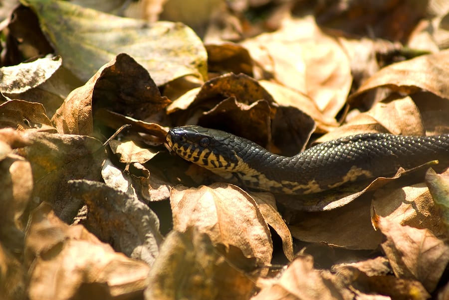 Do Snakes Come Out In The Fall? | Snake Control and Prevention