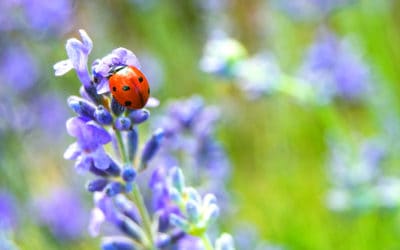 Overwintering Pests: Boxelder Bugs and Ladybugs