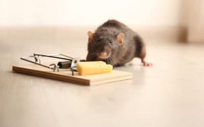 Are Rats Worse Than Mice?