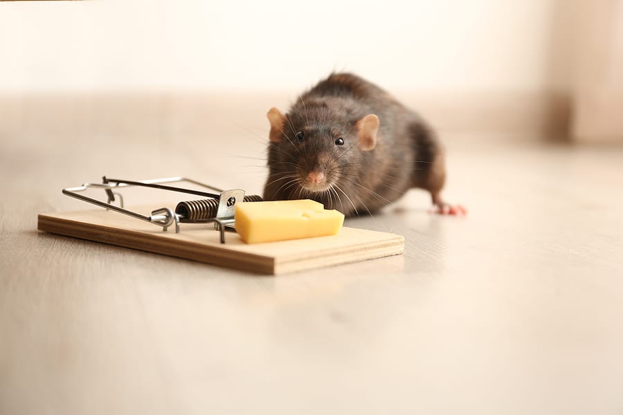 Stop Mice and Rats From Invading and Infesting Your Home