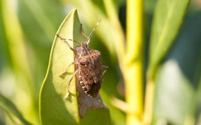 Stink Bugs: What Do They Actually Do?